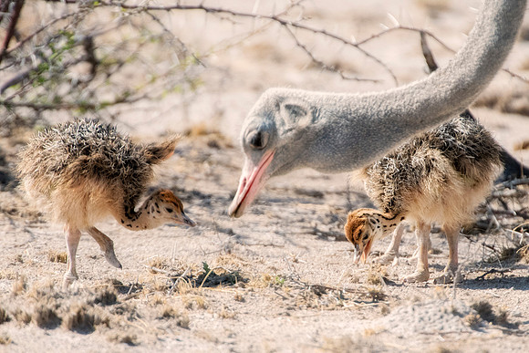 Africa, Bertazzoni, Botswana, Kalahari, Kenya, Namibia, Nikon, Tanzania, beak, beak, "black & white", "black & white", chick, chicks, claw, colors, feathers, legs, nature, ostriches, running, running,