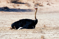 Africa, Botswana, Kenya, Namibia, Ostriches, Tanzania, egg, feathers, leather, "long legs", beak, claw, speed, ostrich, running, "running ostrich", Nikon, Bertazzoni, hatching
