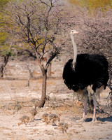 Africa, Botswana, Kalahari, Kenya, Namibia, Tanzania, beak, "black & white", claw, feathers, ostriches, running, safari, savanna, legs, running, "black & white", beak, Nikon, Bertazzoni, nature, color