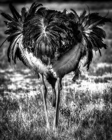 Africa, Botswana, Kalahari, Kenya, Namibia, Tanzania, beak, "black & white", claw, feathers, ostriches, running, safari, savanna, legs, running, "black & white", beak, Nikon, Bertazzoni, nature, color