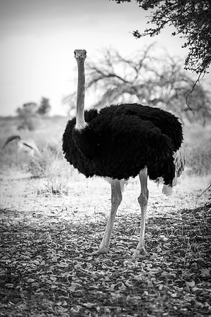 Africa, Botswana, Kalahari, Kenya, Namibia, Tanzania, beak, "black & white", claw, feathers, ostriches, running, safari, savanna