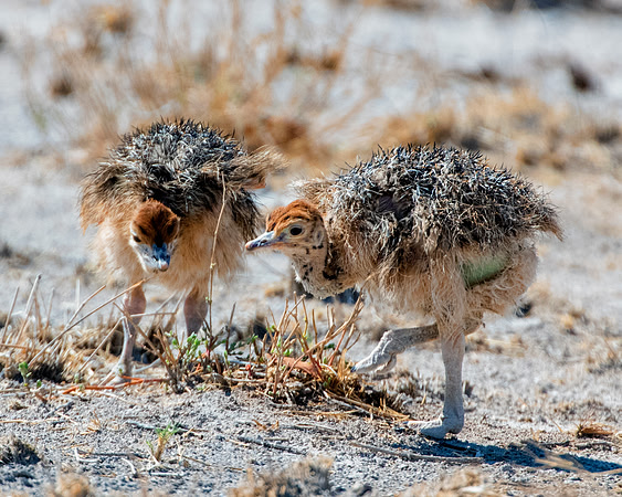 Africa, Bertazzoni, Botswana, Kalahari, Kenya, Namibia, Nikon, Tanzania, beak, beak, "black & white", "black & white", chick, chicks, claw, colors, feathers, legs, nature, ostriches, running, running,