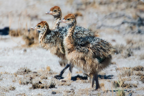 Africa, Botswana, Kalahari, Kenya, Namibia, Tanzania, beak, "black & white", claw, feathers, ostriches, running, safari, savanna, legs, running, "black & white", beak, Nikon, Bertazzoni, nature, color