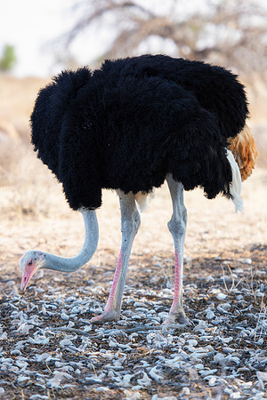 Africa, Botswana, Kalahari, Kenya, Namibia, Tanzania, beak, "black & white", claw, feathers, ostriches, running, safari, savanna