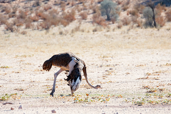 Africa, Botswana, Kenya, Namibia, Ostriches, Tanzania, egg, feathers, leather, "long legs", beak, claw, speed, ostrich, running, "running ostrich", Nikon, Bertazzoni