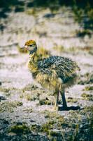 Africa, Botswana, Kalahari, Kenya, Namibia, Tanzania, beak, "black & white", claw, feathers, ostriches, running, safari, savanna, legs, running, "black & white", beak, Nikon, Bertazzoni, nature, color