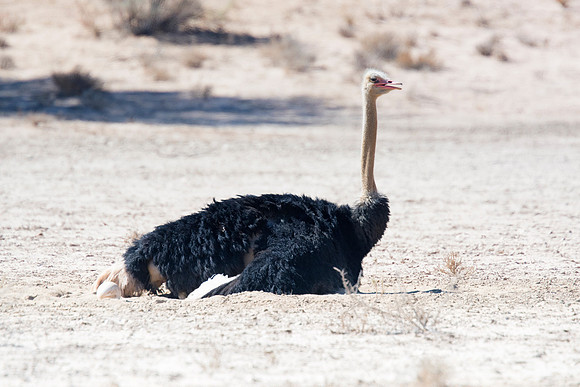 Africa, Botswana, Kenya, Namibia, Ostriches, Tanzania, egg, feathers, leather, "long legs", beak, claw, speed, ostrich, running, "running ostrich", Nikon, Bertazzoni, hatching