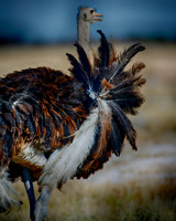Africa, Bertazzoni, Botswana, Kalahari, Kenya, Namibia, Nikon, Tanzania, beak, beak, "black & white", "black & white", chick, chicks, claw, colors, feathers, legs, nature, ostriches, running, running,