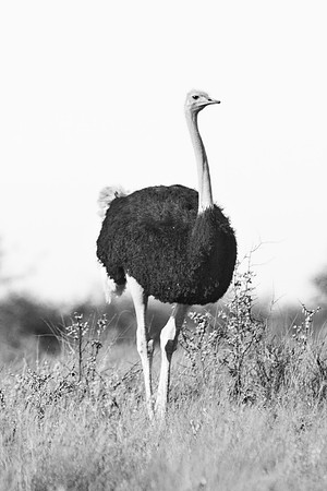 Africa, Botswana, Kenya, Namibia, Ostriches, Tanzania, egg, feathers, leather, "long legs, beak, claw, speed,", ostrich, running, "running ostrich"