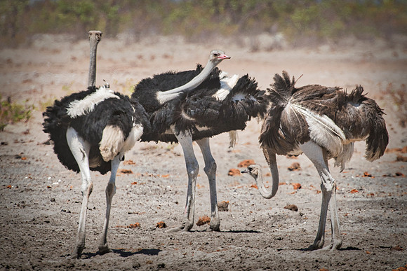 Africa, Bertazzoni, Botswana, Kalahari, Kenya, Namibia, Nikon, Tanzania, beak, beak, "black & white", "black & white", claw, colors, feathers, legs, nature, ostriches, running, running, safari, savann