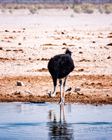 Ostrich