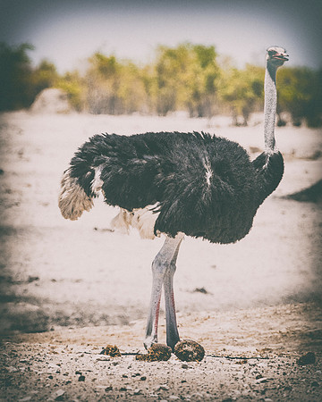 Africa, Bertazzoni, Botswana, Kalahari, Kenya, Namibia, Nikon, Tanzania, beak, beak, "black & white", "black & white", claw, colors, feathers, legs, nature, ostriches, running, running, safari, savann