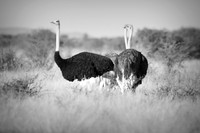 Africa, Botswana, Kenya, Namibia, Ostriches, Tanzania, egg, feathers, leather, "long legs, beak, claw, speed,", ostrich, running, "running ostrich"