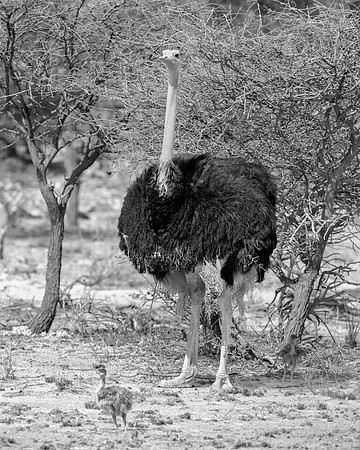 Africa, Botswana, Kalahari, Kenya, Namibia, Tanzania, beak, "black & white", claw, feathers, ostriches, running, safari, savanna, legs, running, "black & white", beak, Nikon, Bertazzoni, nature, color