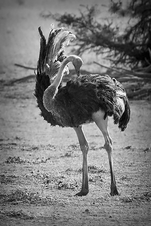 Africa, Botswana, Kalahari, Kenya, Namibia, Tanzania, beak, "black & white", claw, feathers, ostriches, running, safari, savanna