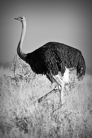 Africa, Botswana, Kenya, Namibia, Ostriches, Tanzania, egg, feathers, leather, "long legs, beak, claw, speed,", ostrich, running, "running ostrich"