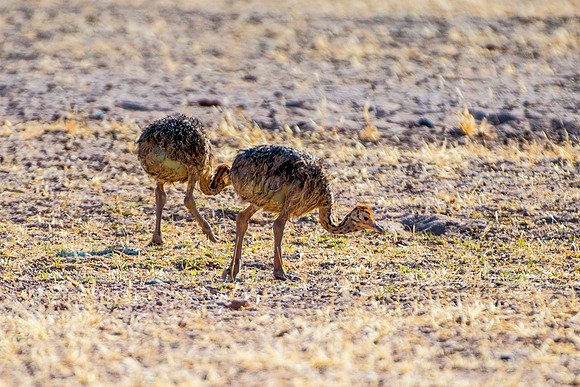 Africa, Botswana, Kalahari, Kenya, Namibia, Tanzania, beak, "black & white", claw, feathers, ostriches, running, safari, savanna