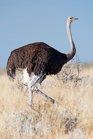 Africa, Botswana, Kenya, Namibia, Ostriches, Tanzania, egg, feathers, leather, "long legs, beak, claw, speed,", ostrich, running, "running ostrich"
