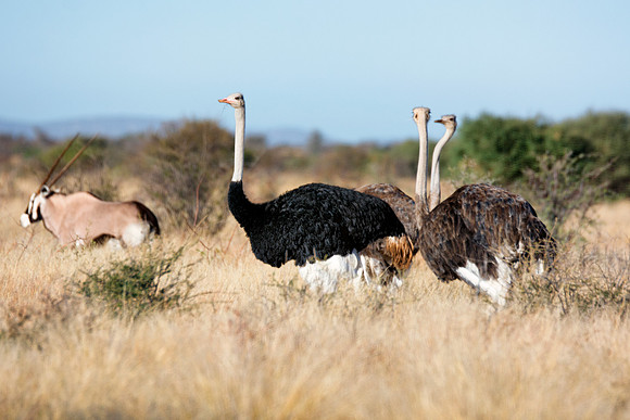 Africa, Botswana, Kenya, Namibia, Ostriches, Tanzania, egg, feathers, leather, "long legs, beak, claw, speed,", ostrich, running, "running ostrich"