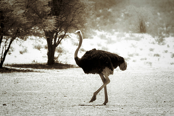 Africa, Botswana, Kenya, Namibia, Ostriches, Tanzania, egg, feathers, leather, "long legs", beak, claw, speed, ostrich, running, "running ostrich", Nikon, Bertazzoni