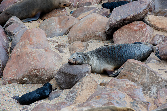 Bertazzoni, "Cape Cross", Namibia, Nikon, "Walvis Bay", "baby seal", beach, "black & white", boat, fish, fishing, fur, hunting, jumping, ocean, poaching, resting, rocks, sailing, sea, seal, seals, swi