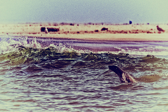 Bertazzoni, "Cape Cross", Namibia, Nikon, "Walvis Bay", "baby seal", beach, "black & white", boat, fish, fishing, fur, hunting, jumping, ocean, poaching, resting, rocks, sailing, sea, seal, seals, swi
