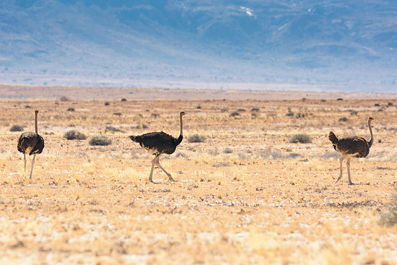 Africa, Botswana, Kenya, Namibia, Ostriches, Tanzania, egg, feathers, leather, "long legs, beak, claw, speed,", ostrich, running, "running ostrich"