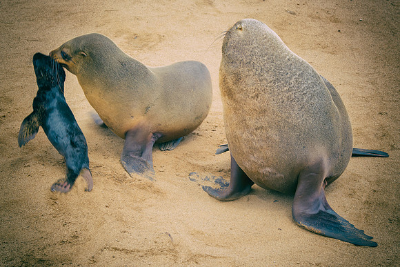 Bertazzoni, "Cape Cross", Namibia, Nikon, "Walvis Bay", "baby seal", beach, "black & white", boat, fish, fishing, fur, hunting, jumping, ocean, poaching, resting, rocks, sailing, sea, seal, seals, swi