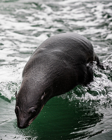 Seal