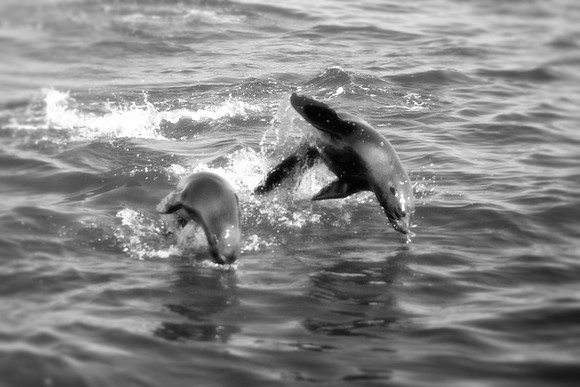 seal, seals, swimming, resting, fishing, fish, water, ocean, sea, Namibia, "Walvis Bay", Nikon, Bertazzoni, boat, vacation, sailing, waves, jumping, fur, hunting, poaching, "Cape cross", beach, rocks,