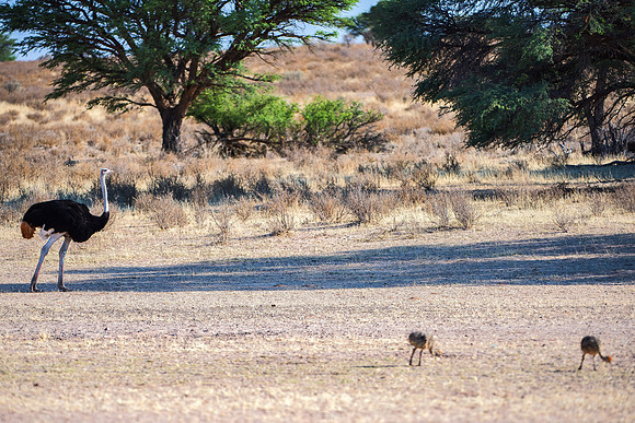 Africa, Botswana, Kalahari, Kenya, Namibia, Tanzania, beak, "black & white", claw, feathers, ostriches, running, safari, savanna