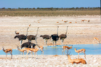 Africa, Botswana, Kenya, Namibia, Ostriches, Tanzania, egg, feathers, leather, "long legs, beak, claw, speed,", ostrich, running, "running ostrich"