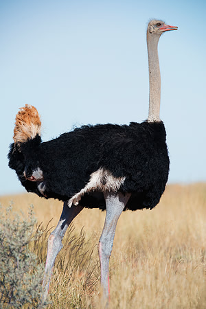 Africa, Botswana, Kenya, Namibia, Ostriches, Tanzania, egg, feathers, leather, "long legs", beak, claw, speed, ostrich, running, "running ostrich", Nikon, Bertazzoni