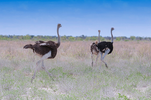 ostrich, " running ostrich", egg, Africa, leather, feathers, running, Namibia, Kenya, Tanzania, Botswana, " long legs, beak, claw, speed,