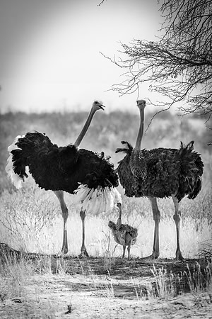 Africa, Bertazzoni, Botswana, Kenya, Namibia, Nikon, Ostriches, Tanzania, beak, claw, egg, feathers, leather, "long legs", ostrich, ostriches, running, "running ostrich", speed
