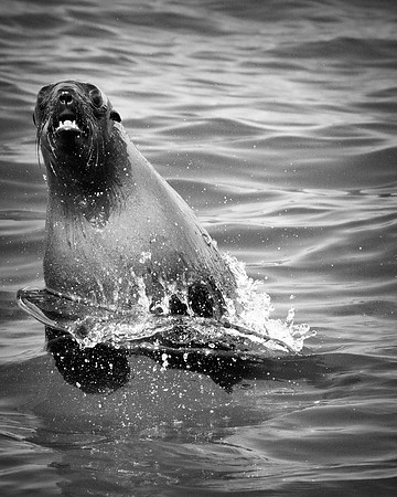 Bertazzoni, "Cape Cross", Namibia, Nikon, "Walvis Bay", "baby seal", beach, "black & white", boat, fish, fishing, fur, hunting, jumping, ocean, poaching, resting, rocks, sailing, sea, seal, seals, swi