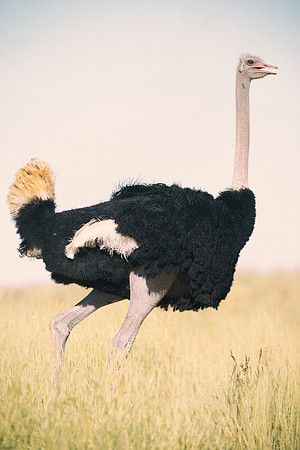 Africa, Botswana, Kenya, Namibia, Ostriches, Tanzania, egg, feathers, leather, "long legs", beak, claw, speed, ostrich, running, "running ostrich", Nikon, Bertazzoni