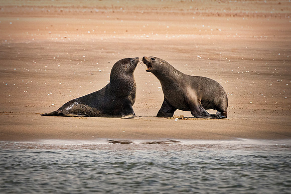 Bertazzoni, "Cape Cross", Namibia, Nikon, "Walvis Bay", "baby seal", beach, "black & white", boat, fish, fishing, fur, hunting, jumping, ocean, poaching, resting, rocks, sailing, sea, seal, seals, swi