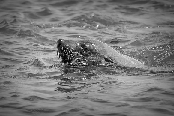 Bertazzoni, "Cape Cross", Namibia, Nikon, "Walvis Bay", "baby seal", beach, "black & white", boat, fish, fishing, fur, hunting, jumping, ocean, poaching, resting, rocks, sailing, sea, seal, seals, swi