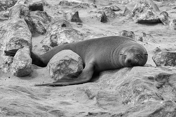 Bertazzoni, "Cape Cross", Namibia, Nikon, "Walvis Bay", "baby seal", beach, "black & white", boat, fish, fishing, fur, hunting, jumping, ocean, poaching, resting, rocks, sailing, sea, seal, seals, swi