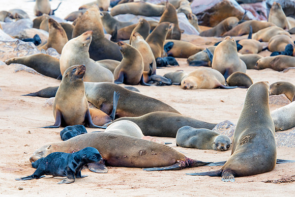 Bertazzoni, "Cape Cross", Namibia, Nikon, "Walvis Bay", "baby seal", beach, "black & white", boat, fish, fishing, fur, hunting, jumping, ocean, poaching, resting, rocks, sailing, sea, seal, seals, swi
