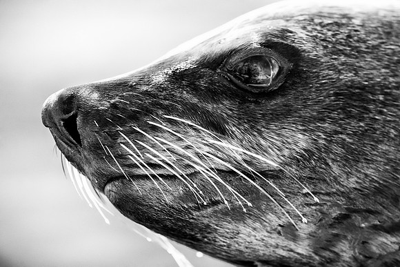 Bertazzoni, "Cape Cross", Namibia, Nikon, "Walvis Bay", "baby seal", beach, "black & white", boat, fish, fishing, fur, hunting, jumping, ocean, poaching, resting, rocks, sailing, sea, seal, seals, swi