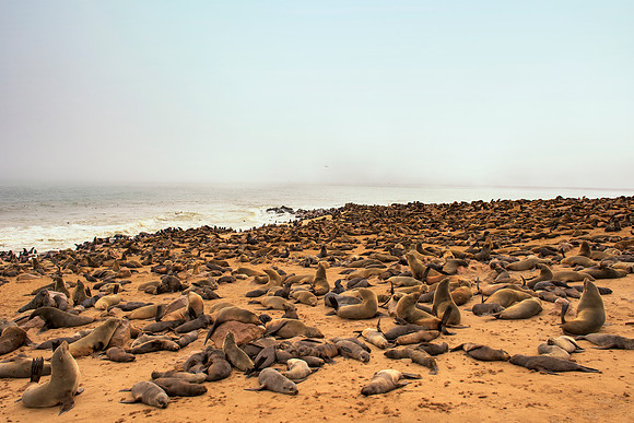 Bertazzoni, "Cape Cross", Namibia, Nikon, "Walvis Bay", beach, "black & white", boat, fish, fishing, fur, hunting, jumping, ocean, poaching, resting, rocks, sailing, sea, seal, seals, swimming, vacati
