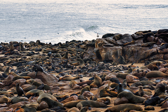 Bertazzoni, "Cape Cross", Namibia, Nikon, "Walvis Bay", "baby seal", beach, "black & white", boat, fish, fishing, fur, hunting, jumping, ocean, poaching, resting, rocks, sailing, sea, seal, seals, swi