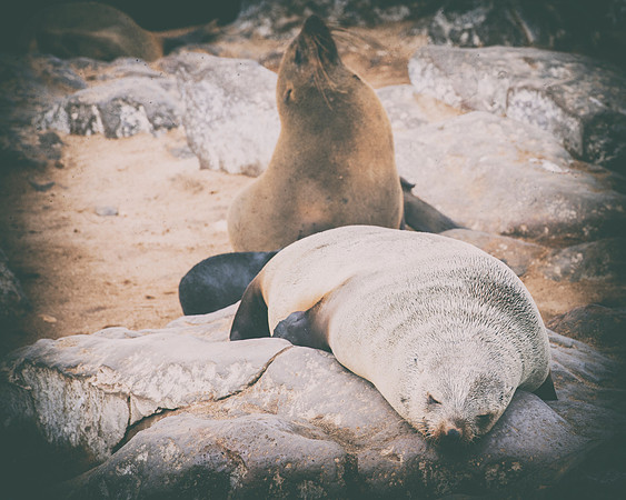 Bertazzoni, "Cape Cross", Namibia, Nikon, "Walvis Bay", "baby seal", beach, "black & white", boat, fish, fishing, fur, hunting, jumping, ocean, poaching, resting, rocks, sailing, sea, seal, seals, swi
