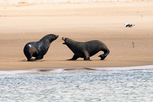 Bertazzoni, "Cape Cross", Namibia, Nikon, "Walvis Bay", "baby seal", beach, "black & white", boat, fish, fishing, fur, hunting, jumping, ocean, poaching, resting, rocks, sailing, sea, seal, seals, swi