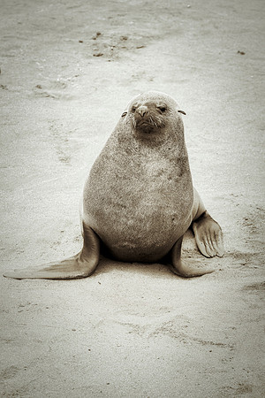 Bertazzoni, "Cape Cross", Namibia, Nikon, "Walvis Bay", "baby seal", beach, "black & white", boat, fish, fishing, fur, hunting, jumping, ocean, poaching, resting, rocks, sailing, sea, seal, seals, swi