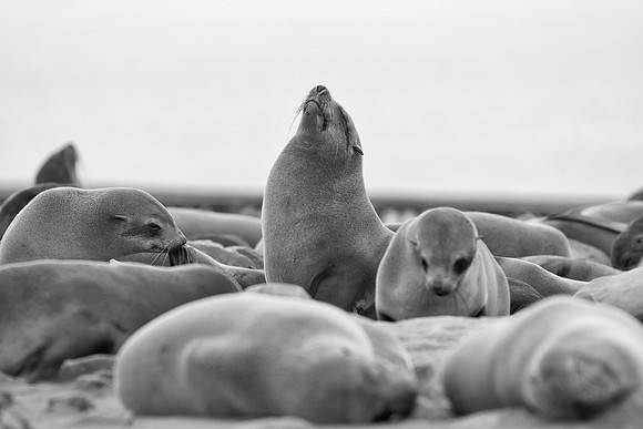 Bertazzoni, "Cape Cross", Namibia, Nikon, "Walvis Bay", "baby seal", beach, "black & white", boat, fish, fishing, fur, hunting, jumping, ocean, poaching, resting, rocks, sailing, sea, seal, seals, swi
