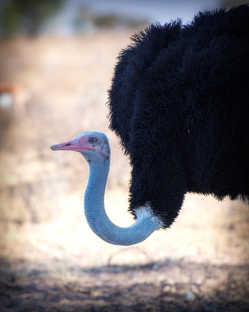 Africa, Botswana, Kalahari, Kenya, Namibia, Tanzania, beak, "black & white", claw, feathers, ostriches, running, safari, savanna