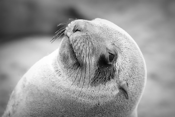 Bertazzoni, "Cape Cross", Namibia, Nikon, "Walvis Bay", "baby seal", beach, "black & white", boat, fish, fishing, fur, hunting, jumping, ocean, poaching, resting, rocks, sailing, sea, seal, seals, swi